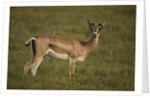 Grant's Gazelle Heart-shaped Horns by Anonymous
