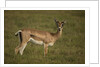 Grant's Gazelle Heart-shaped Horns by Anonymous