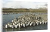 King Penguin Colony by Anonymous