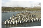 King Penguin Colony by Anonymous