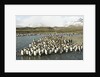 King Penguin Colony by Anonymous