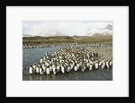 King Penguin Colony by Anonymous