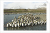 King Penguin Colony by Anonymous
