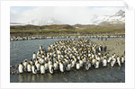 King Penguin Colony by Anonymous