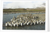 King Penguin Colony by Anonymous