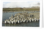 King Penguin Colony by Anonymous