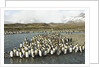 King Penguin Colony by Anonymous