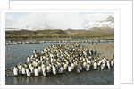 King Penguin Colony by Anonymous