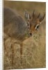 Kirk's Dik-dik Browsing by Anonymous