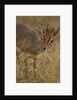 Kirk's Dik-dik Browsing by Anonymous