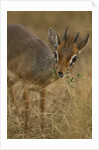 Kirk's Dik-dik Browsing by Anonymous