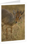Kirk's Dik-dik Browsing by Anonymous