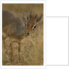 Kirk's Dik-dik Browsing by Anonymous