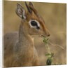 Kirk's Dik-dik Browsing by Anonymous