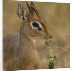 Kirk's Dik-dik Browsing by Anonymous