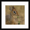 Kirk's Dik-dik Browsing by Anonymous