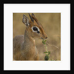Kirk's Dik-dik Browsing by Anonymous