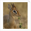 Kirk's Dik-dik Browsing by Anonymous