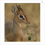 Kirk's Dik-dik Browsing by Anonymous
