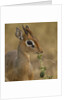 Kirk's Dik-dik Browsing by Anonymous