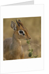 Kirk's Dik-dik Browsing by Anonymous
