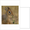 Kirk's Dik-dik Browsing by Anonymous