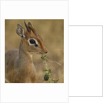Kirk's Dik-dik Browsing by Anonymous