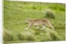 Wild Puma in Chile by Anonymous
