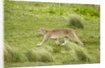 Wild Puma in Chile by Anonymous