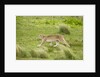 Wild Puma in Chile by Anonymous