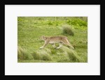 Wild Puma in Chile by Anonymous