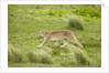Wild Puma in Chile by Anonymous