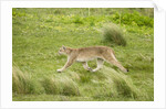 Wild Puma in Chile by Anonymous