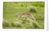 Wild Puma in Chile by Anonymous