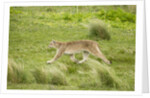 Wild Puma in Chile by Anonymous