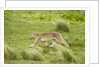 Wild Puma in Chile by Anonymous