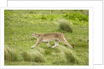 Wild Puma in Chile by Anonymous