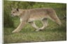Wild Puma in Chile by Anonymous