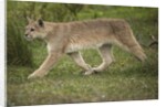 Wild Puma in Chile by Anonymous