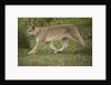Wild Puma in Chile by Anonymous