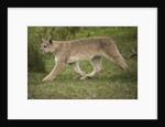 Wild Puma in Chile by Anonymous