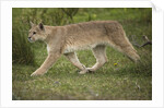 Wild Puma in Chile by Anonymous