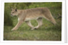 Wild Puma in Chile by Anonymous