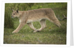 Wild Puma in Chile by Anonymous