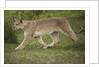 Wild Puma in Chile by Anonymous