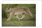Wild Puma in Chile by Anonymous