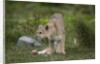 Wild Puma in Chile by Anonymous