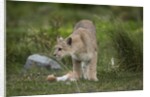Wild Puma in Chile by Anonymous