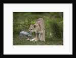 Wild Puma in Chile by Anonymous
