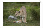 Wild Puma in Chile by Anonymous
